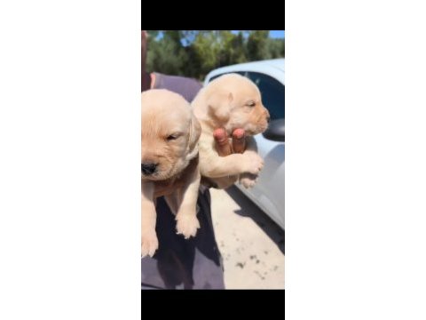 Şampanya labrador yavruları