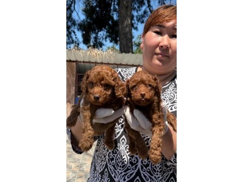 Toy poodle yavrularımız