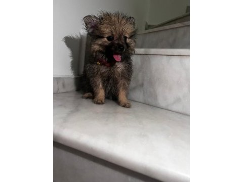 Sevimli pomeranian yavrular