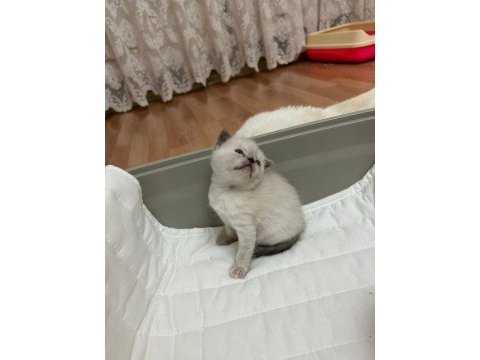Beyaz yavrularımız british shorthair