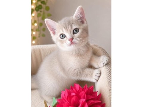 British shorthair dişi yavrular