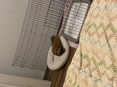 Sevecen bi poodle oğluş