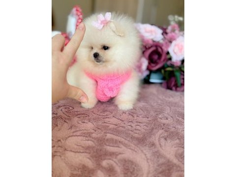 Mini boy ayıcık prenses pomeranian