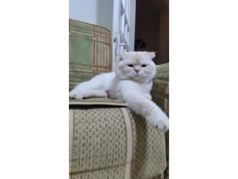 Scottish fold kedimizi çifleştirme