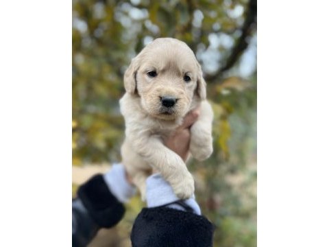 Bebek yüzlü golden retriever yavrular
