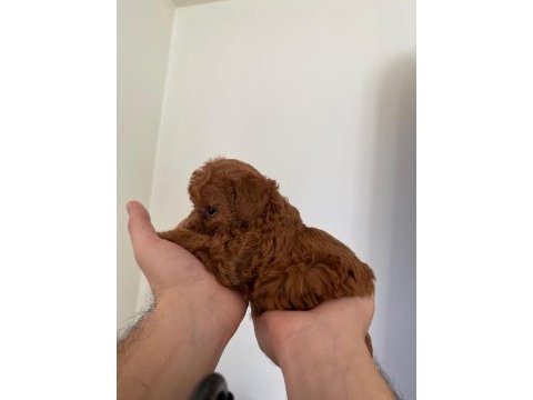 16 kasım doğumlu toy poodle