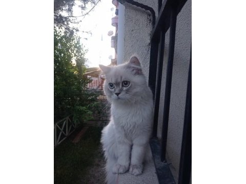 Ücretsiz verilecek kedimiz