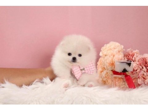 Minik teacup pomeranian boo