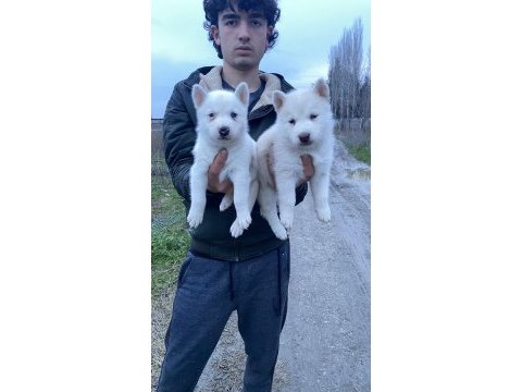 Üst kalite beyaz mavi göz husky yavrular