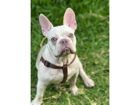 Şehir değişikliği nedeniyle sahiplendirilecek french bulldog