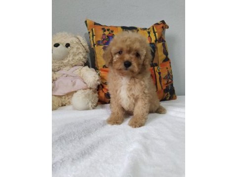 Rengarenk poodle minnoşlar sizlerin olmaya hazır