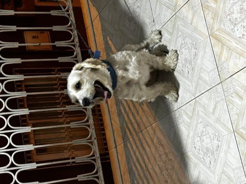 Cins köpek