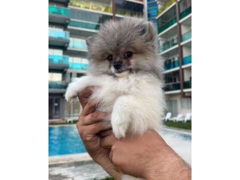 Pomeranian boo dişi tea cup