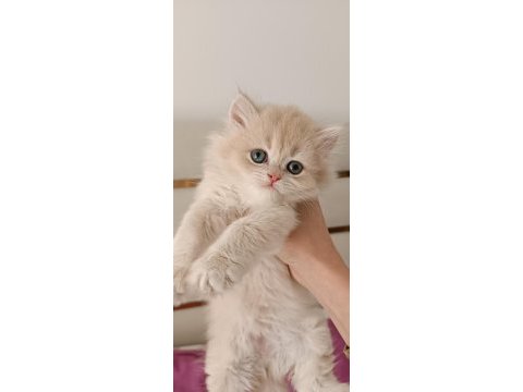 Çikolata golden safkan british longhair