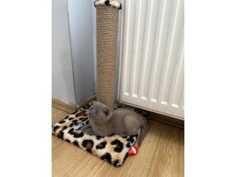 Scottish fold kedimiz