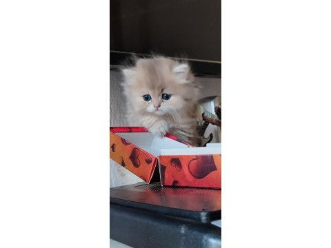 British longhair kaliteli bebekler denizli