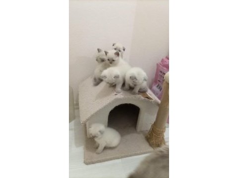 British shorthair blue point