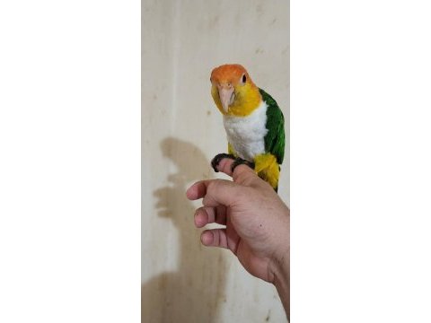 Full evcil maskot portakal kafa caique