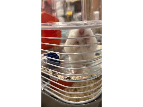 Speedy gonzales hamsterlar