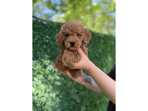 Minik kalpli poodle patimin kocaman sevgisi