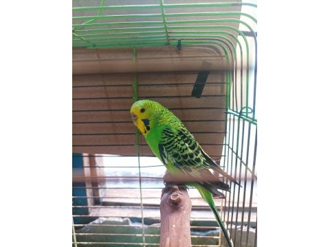 Dişi jumbo muhabbet kuşu
