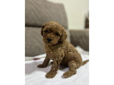 Kurabiye misali poodle kızımız