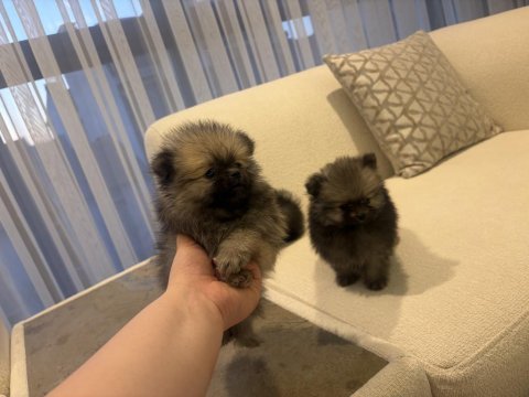 Show kalite pomeranian boo