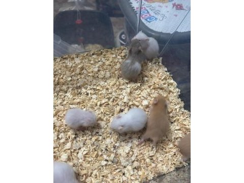 Uzun tüylü suriye hamster yeni sahiplerini bekliyor