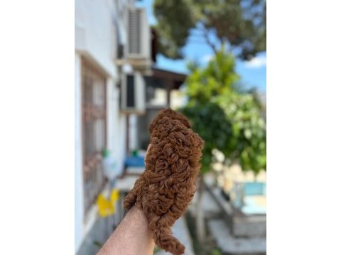 Kg garantili a kalite lekesiz poodle yavrularımız