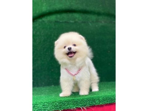 Pomeranian boo yavrumuz çok tatlı