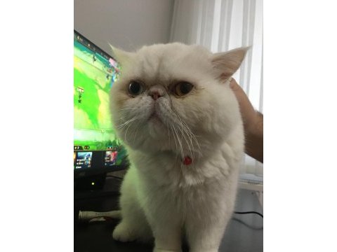 Safkan exotic shorthair erkek