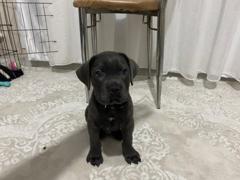2 aylık ırk garantili cane corso