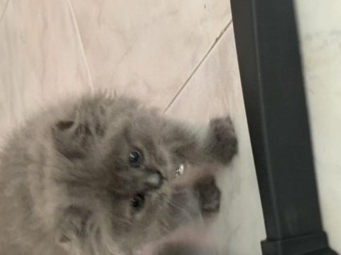 2 aylik british longhair