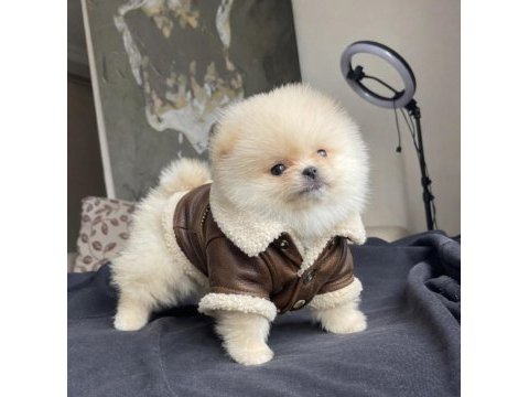 Ayı surat pomeranian boo yavrular