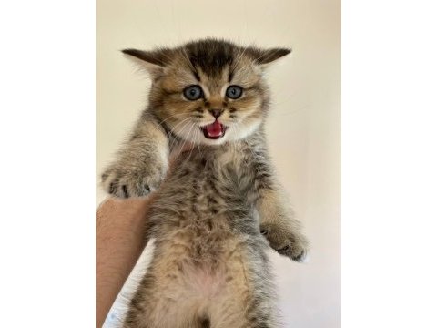 Scottish straight golden tabby