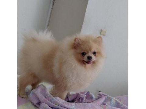 8 aylık dişi pomeranian uyguna