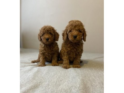 Safkan red toy poodle erkek kardeşler