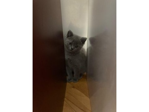 British shorthair 2 aylık