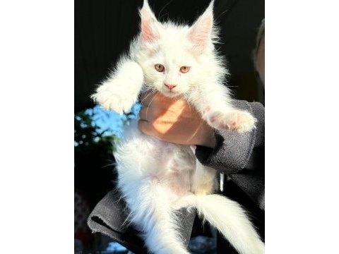 Saf kan xl beyaz aslan maine coon yavruları
