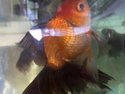 İthal oranda