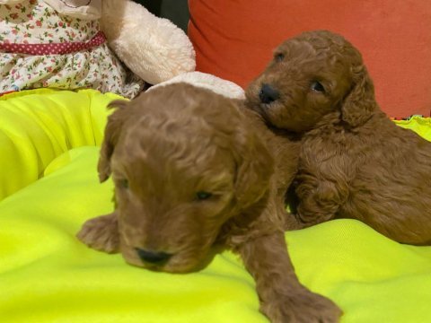 Bir avuç mutluluk köpeğimiz