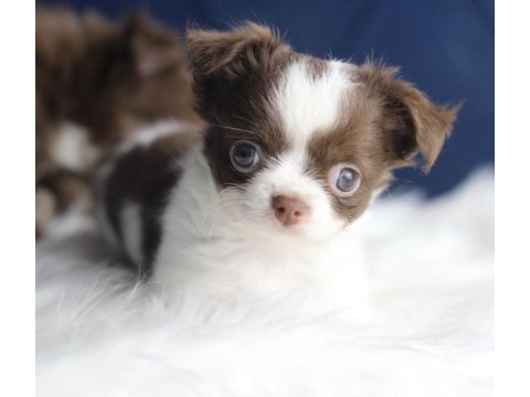 Orijinal teacup chihuahua yavrularımız