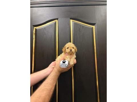 Toy poodle yavrumuz