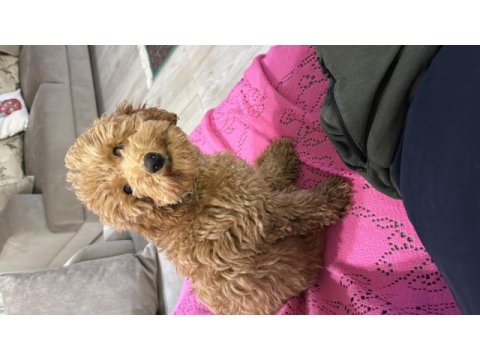 Eğitimli poodle