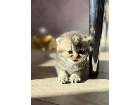 Beyaz inci scottish kediler