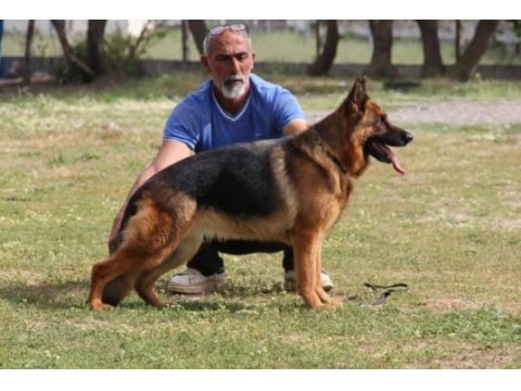 Ruhsatlı çiftliğimizden şecereli alman kurdu yavrular