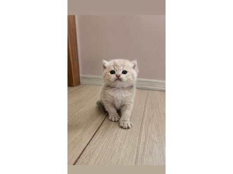 Ay11 erkek british shorthair