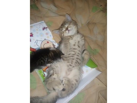 British shorthair 3 aylık erkek