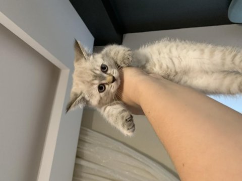 Uygun puanlı british shorthair yavrular