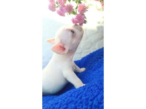 Güzeller güzeli french bulldog kızımız